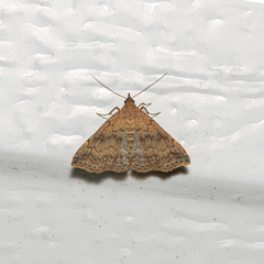 Tetanolita floridana