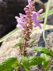 Stachys palustris