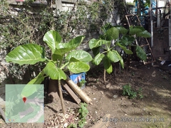 Dendroseris litoralis