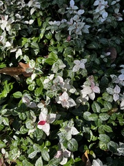 Trachelospermum