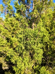 Juniperus phoenicea