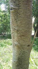 Leucaena diversifolia