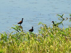 Jacana jacana