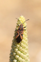 Spilostethus furcula