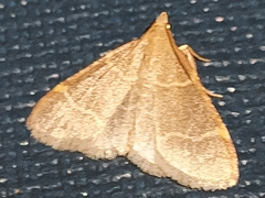 Hypsopygia glaucinalis