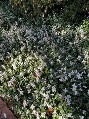Trachelospermum