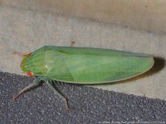 Gyponini