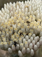 Syncarpha milleflora