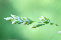 Poa pratensis