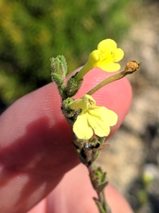 Odontites longiflorus