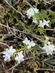 Galium palustre