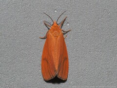 Virbia aurantiaca