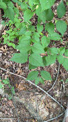 Lonicera maackii