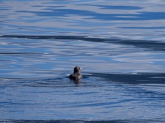 Cerorhinca monocerata