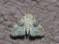 Elophila obliteralis