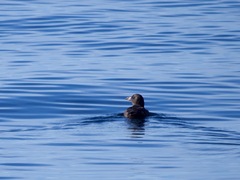 Cerorhinca monocerata