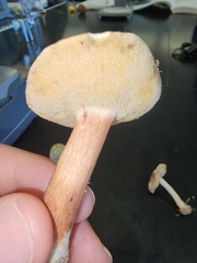 Gyroporus castaneus
