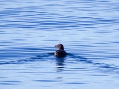 Cerorhinca monocerata