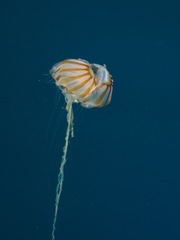 Chrysaora melanaster