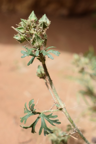 Malva aegyptia image