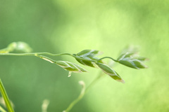 Poa pratensis