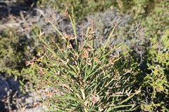 Genista acanthoclada