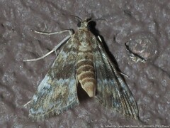 Elophila obliteralis