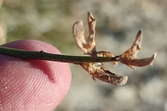 Genista acanthoclada