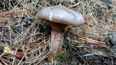 Chroogomphus rutilus