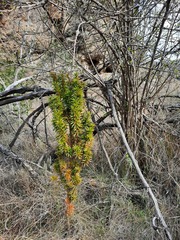 Podocarpus laetus