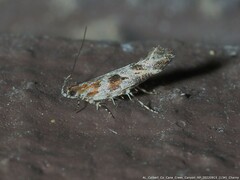 Aristotelia fungivorella