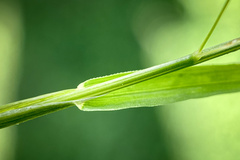 Poa pratensis