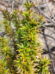 Podocarpus laetus