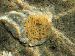 Nudibranchia