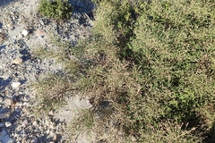 Genista acanthoclada