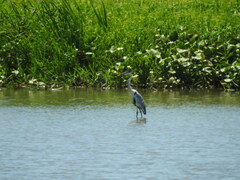 Ardea cocoi