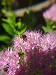 Augochlorella aurata