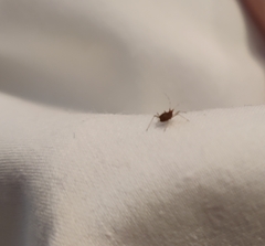Macrosiphum