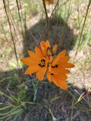 Ixia maculata