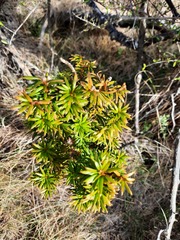 Podocarpus laetus