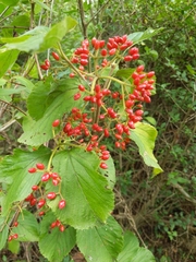 Viburnum dilatatum