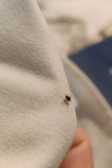 Macrosiphum