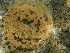 Nudibranchia