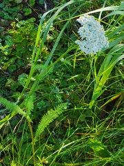 Achillea millefolium borealis