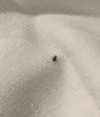 Macrosiphum