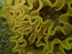 Nudibranchia