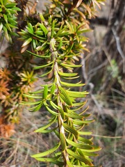 Podocarpus laetus