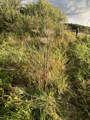 Angelica archangelica