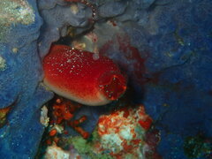 Halocynthia papillosa