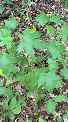 Liquidambar styraciflua